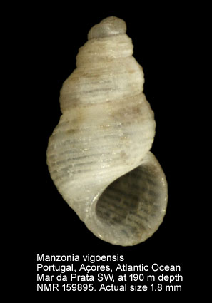 Manzonia vigoensis (2).jpg - Manzonia vigoensis(Rolán,1983)